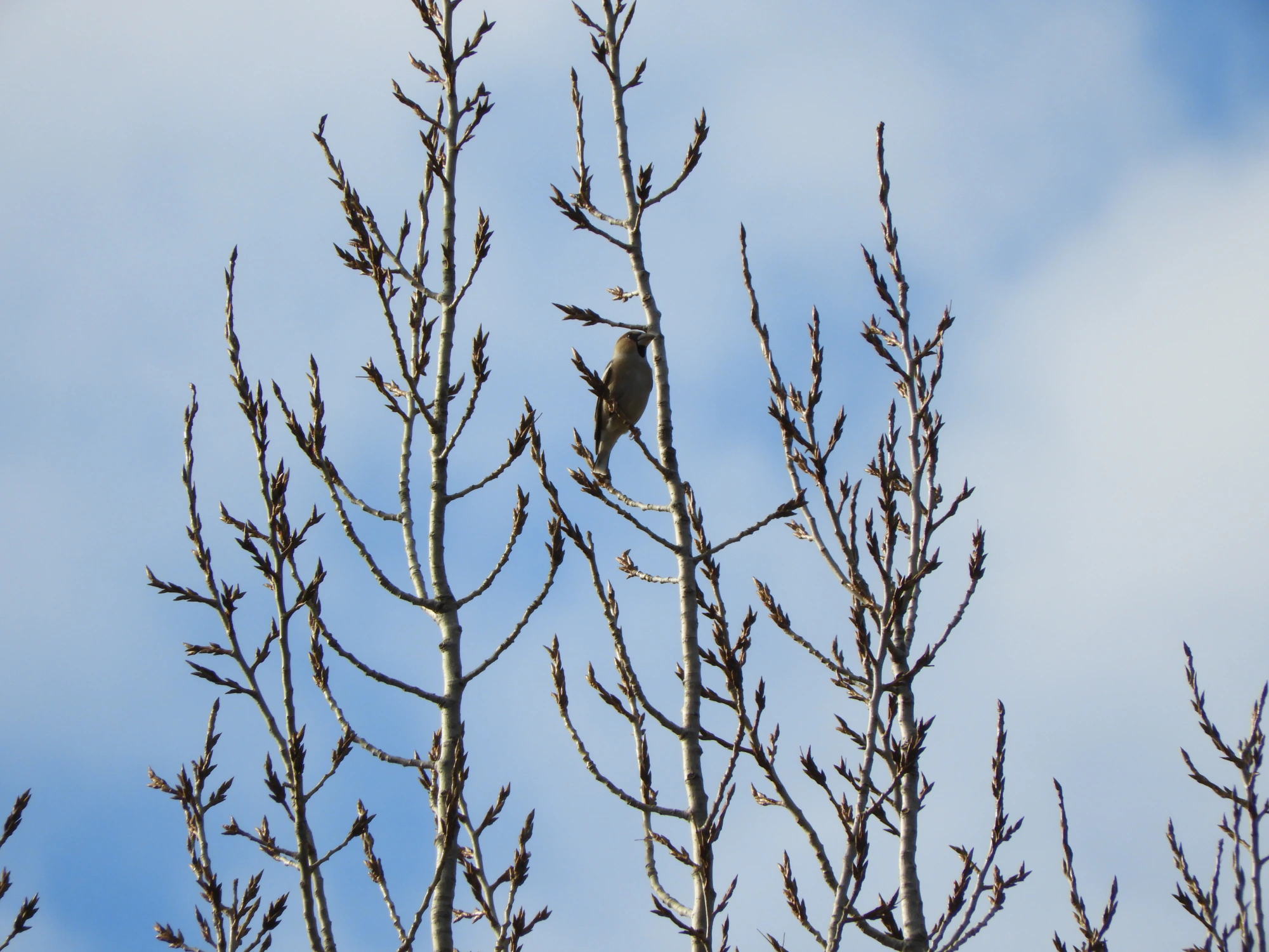 Taller de aves urbanas en el Bajo Guadalquivir, Zona de Especial Conservación (Red Natura 2000)