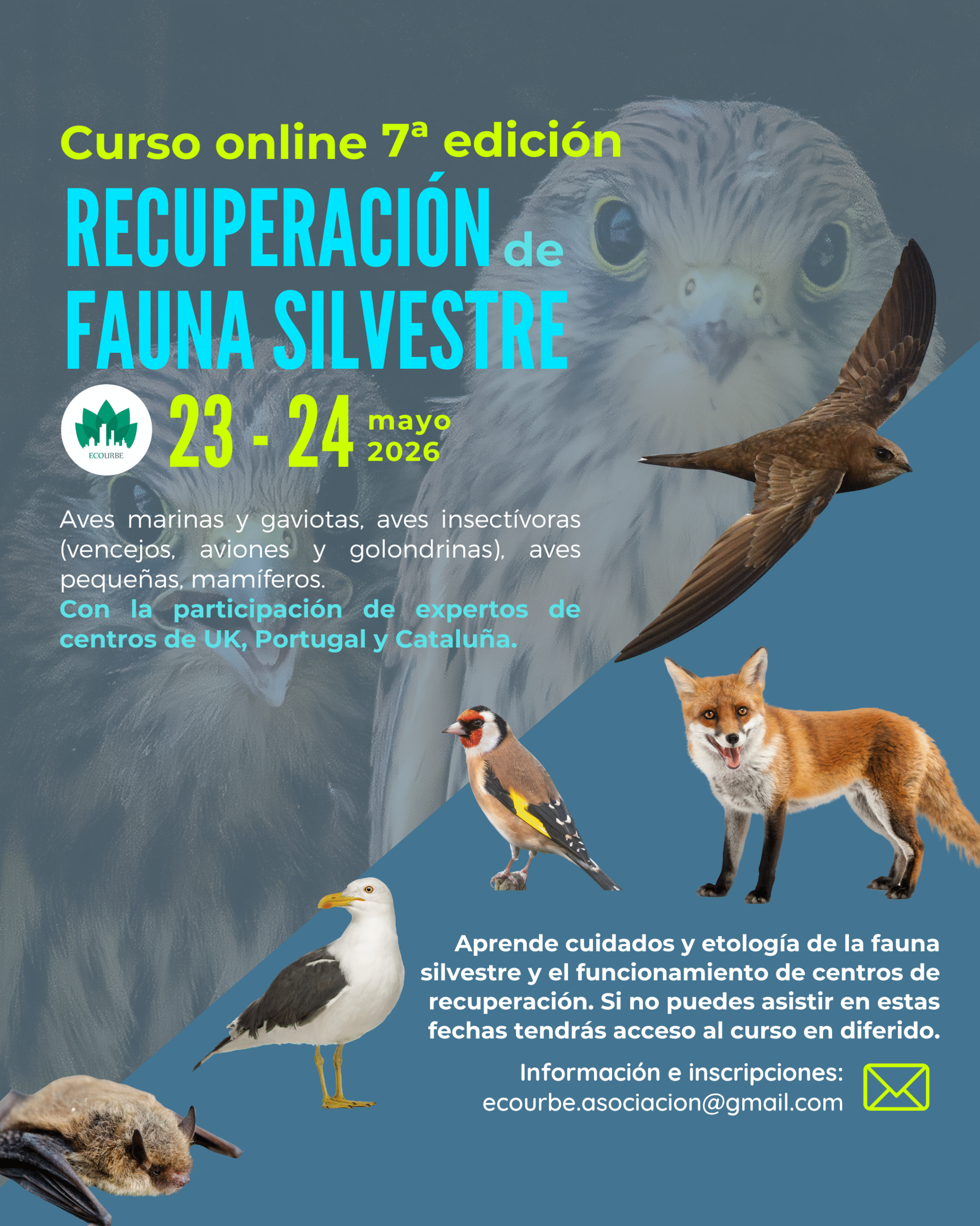 Curso recuperación fauna Ecourbe